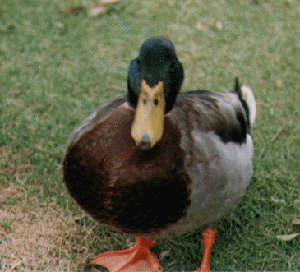 Duck