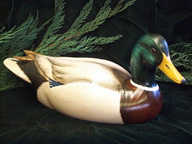 Duck